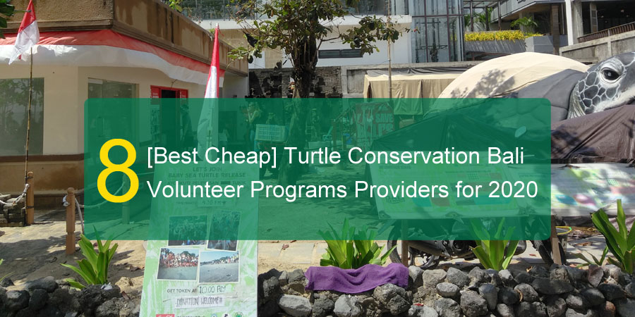 bali turtle project for volunteers