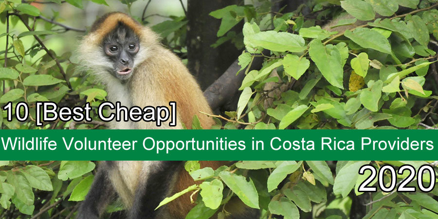 costarica wildlife projects