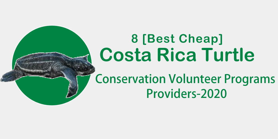 turtle-costarica-projects