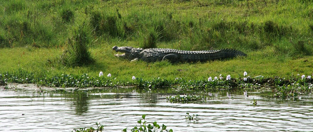 crocodile breeding center
