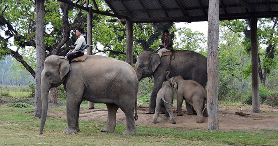 elephant jungel