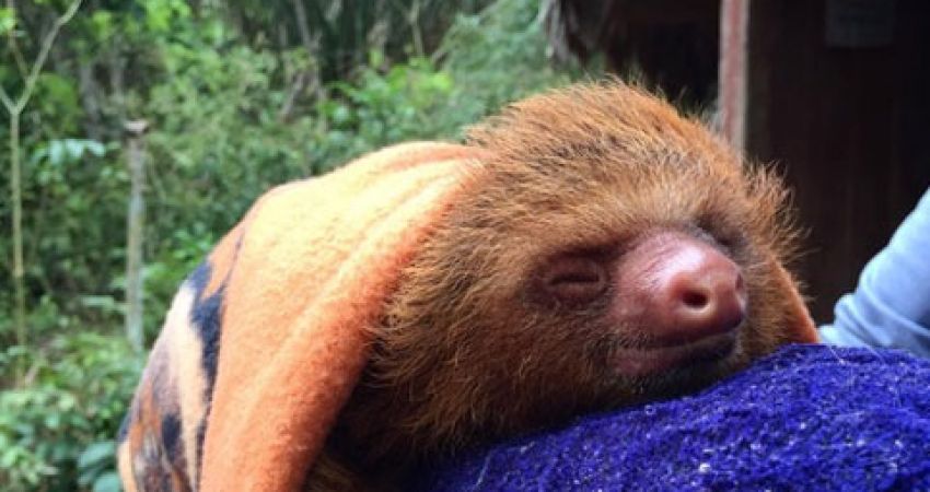 Wildlife Conservation in Peru - Over 20,000 Happy Volunteers since 2003