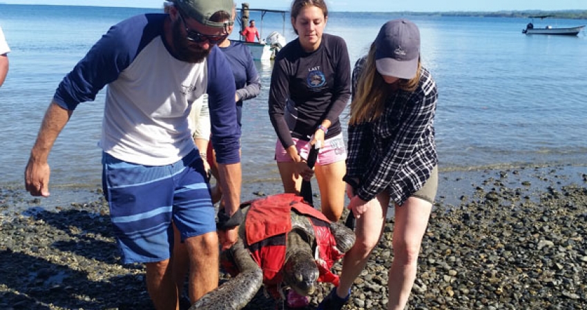 Sea-turtle Conservation in Costa Rica - Over 20,000 Happy Volunteers since 2003