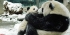 Panda Volunteer Opportunity in China-Over 22,000 Happy Volunteers since 2006