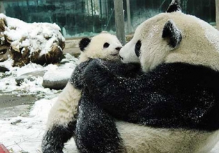 Panda Volunteer Opportunity in China-Over 22,000 Happy Volunteers since 2006