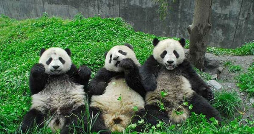 Panda Conservation in China - Over 20,000 Happy Volunteers since 2003