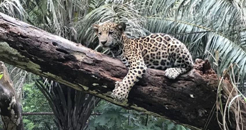 Wildlife Conservation Internship in Costa Rica - Lowest Fees & Trusted since 2003