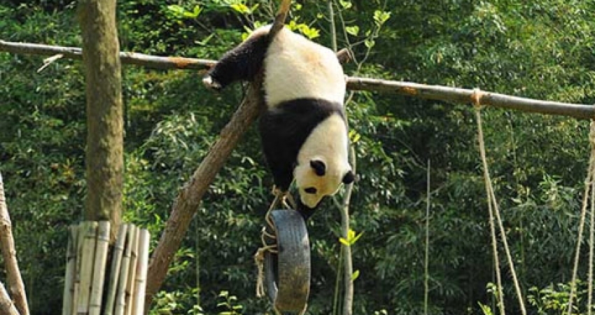 Volunteer Panda Conservation China-Trusted By 18000 Volunteers Since 1998