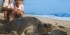 Turtle Conservation Internship in Mexico - Lowest Fees & Trusted since 2003