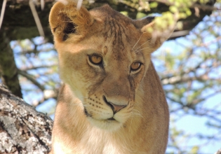 Wildlife Conservation Internship in South Africa - Lowest Fees & Trusted since 2003