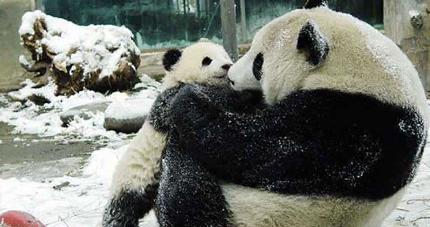 Panda Conservation Internship in China - Lowest Fees & Trusted since 2003