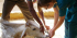 Animal Care & Rescue