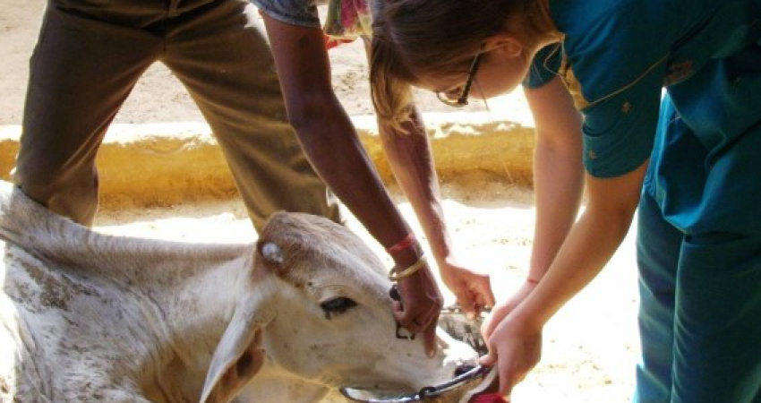 Animal Care & Rescue