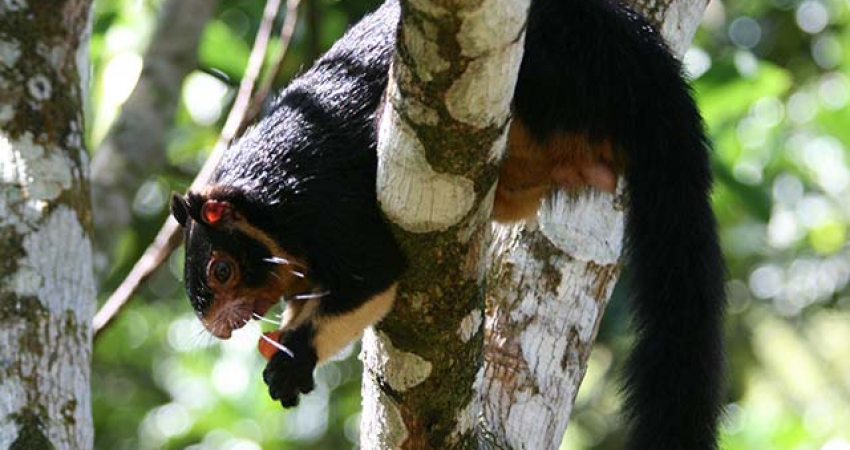 Sinharaja Rain Forest