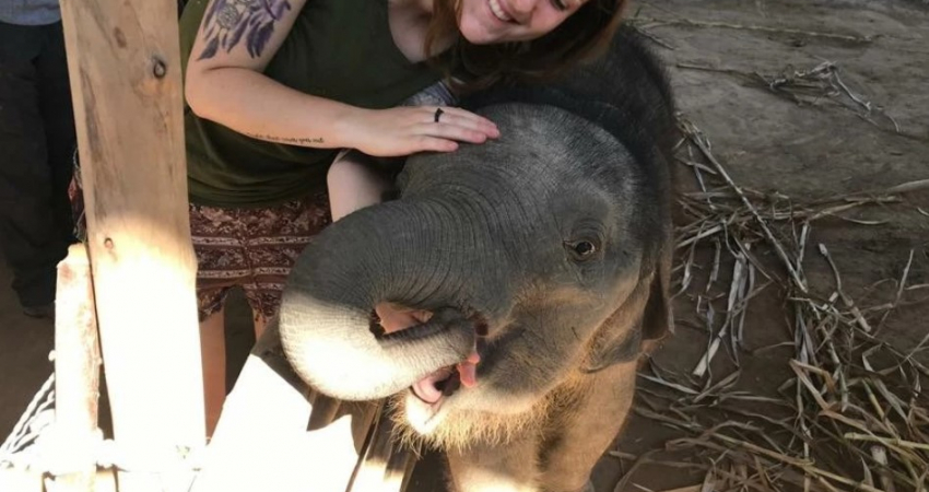 Elephant Experience in Surin, Thailand