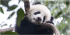 2 Days Wolong Panda Cub Keeper Program Tour