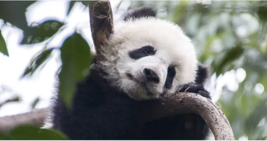 2 Days Wolong Panda Cub Keeper Program Tour