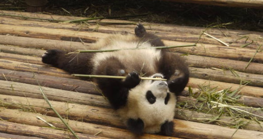 China – Panda Conservation Adventure