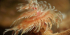 Digital Underwater Photography Specialty Course