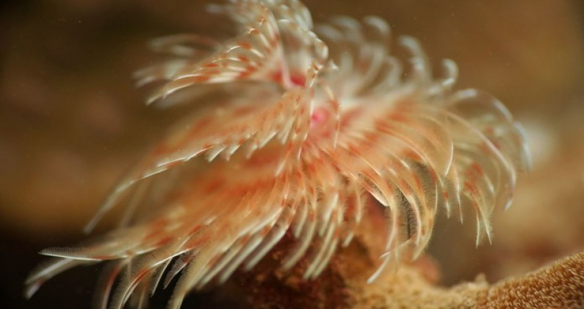 Digital Underwater Photography Specialty Course