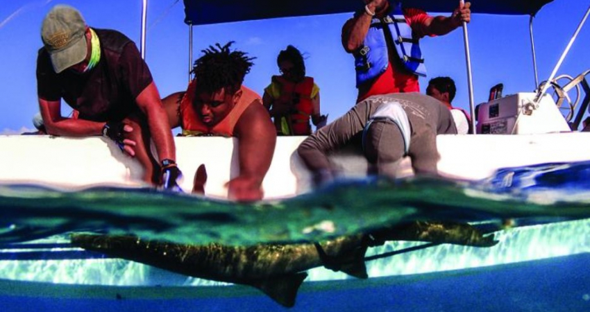 Shark and Ray Conservation in Belize