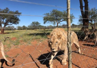 Lion Rescue and Rehabilitation South Africa