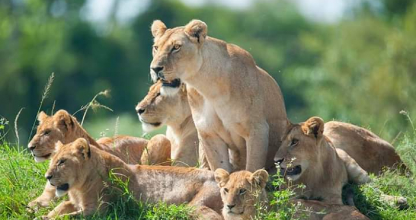 3 Days  Masai mara adventure