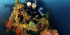 Dive Brunei and Rainforest Discovery II