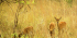 2 day Ghana Wildlife Tour
