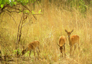 2 day Ghana Wildlife Tour
