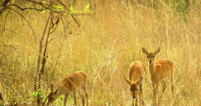 2 day Ghana Wildlife Tour