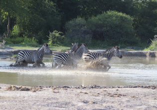 Moremi Hippo safari