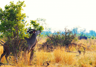 3-Day 2 Nights Chobe Princess Houseboat Safari