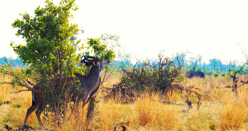 3-Day 2 Nights Chobe Princess Houseboat Safari