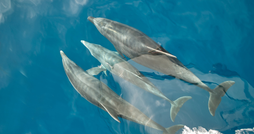Dolphin & Casela Nature Park Tour