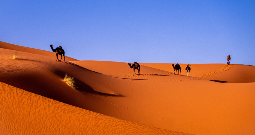 Sahara Desert Tour 3 Days 2 Nights from Fez to Marrakech