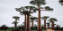 Madagascar 9 Days Baobabs and Lemurs Tour