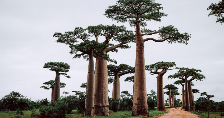 Madagascar 9 Days Baobabs and Lemurs Tour