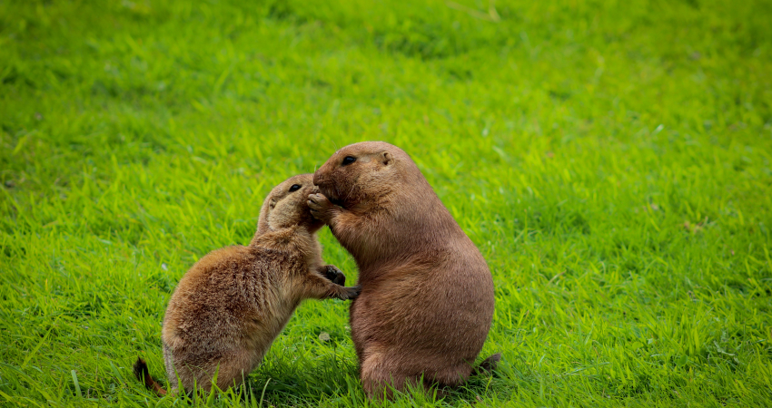 Super Malawi Safari 5 Days