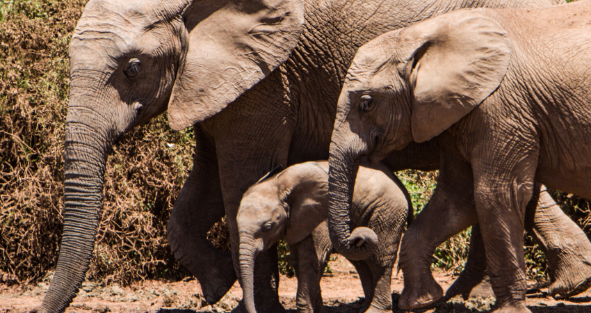 Day trip to Kuti Wildlife Reserve and Lake Malawi