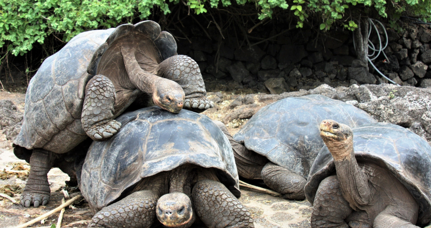 7 Day Galapagos Budget Island Hopping