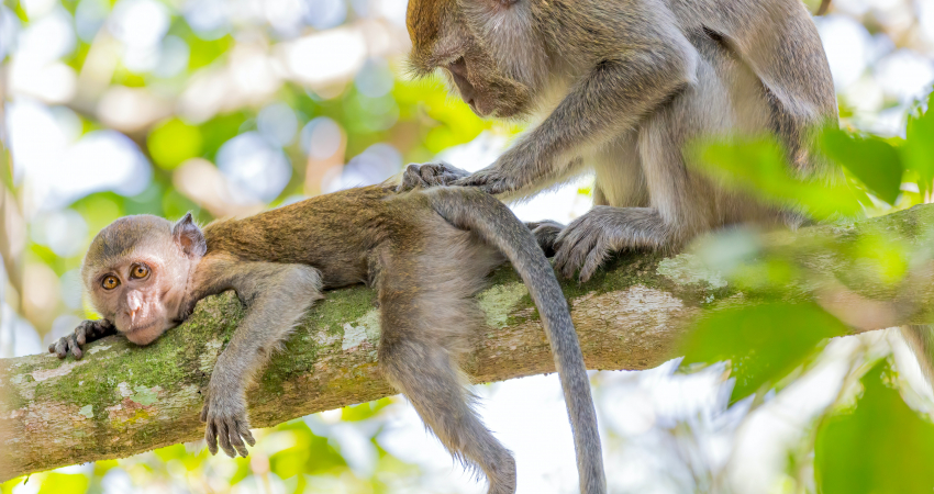 Monkey Island Rainforest Tour
