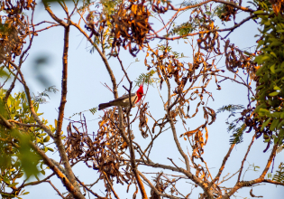 Discovering wildlife of the Chaco