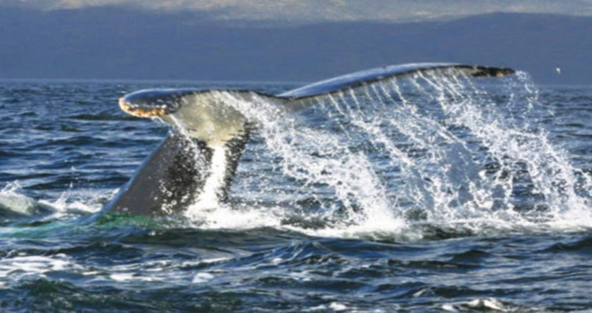 FULL DAY WHALES TOUR