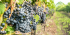 Visit 2 wineries in a day