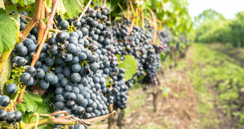 Visit 2 wineries in a day