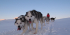 Dog Sledge Expedition – Svalbard Villmarkssenter