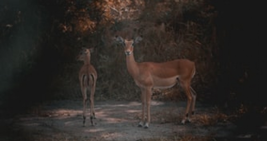 3 Days Akagera National Park Safaris