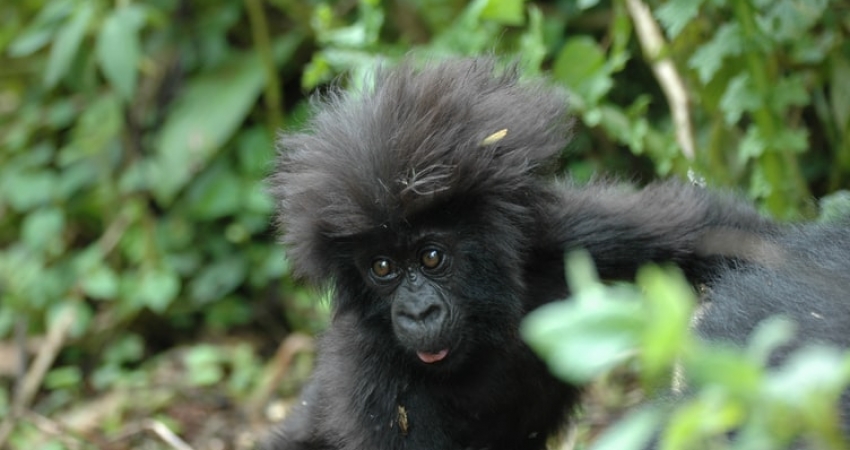 7 Days Big 5 & Big Cats in Rwanda Wilderness