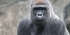 5 Days Gorillas and Chimpanzee Trekking Uganda